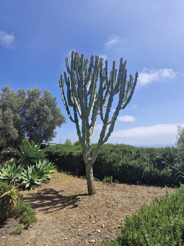Foto 4 van Corina W. over het huren van een Jeep Compass op Palermo luchthaven (7-6-25)