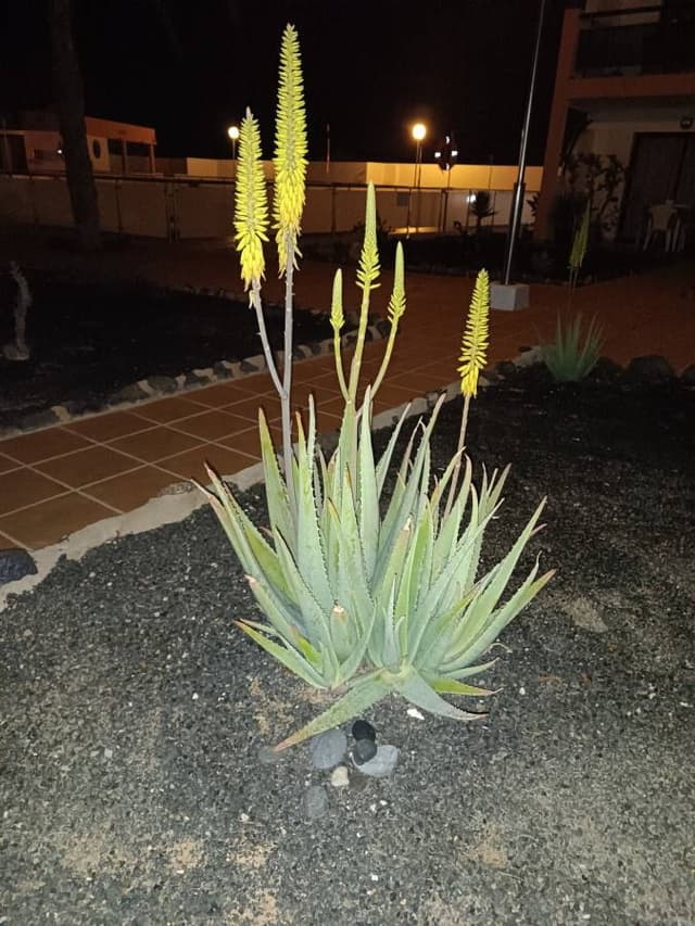 Zdjęcie 10 wykonane przez Jacek P. dotyczące wynajmu Seat Ibiza w na Lotnisku Fuerteventura dnia (23.02.24)