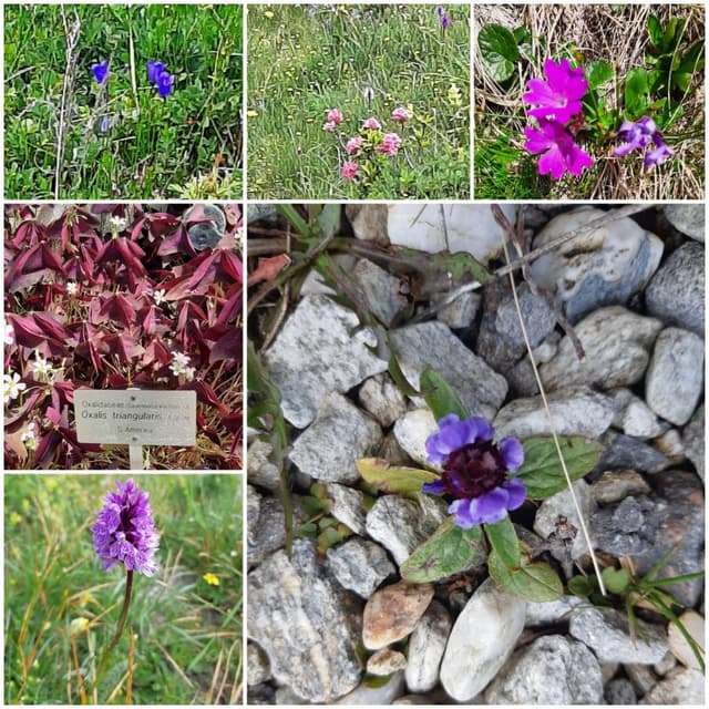 Photo by Shoshana G. (6/29/22)