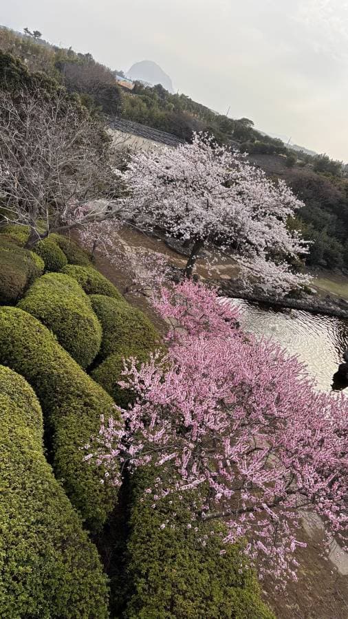 Photo 14 by Mohan S. (4/14/26)