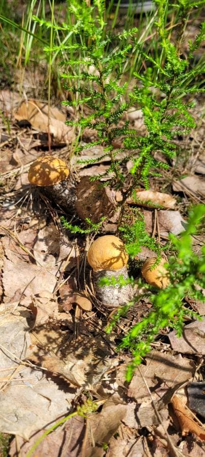 Photo by Jerzy D. about renting a Skoda Kamiq at Warsaw Airport (6/30/25)