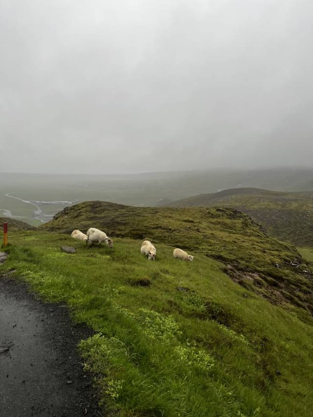 Photo 4 by Tanya G. about renting a Peugeot 2008 in Iceland (6/26/23)