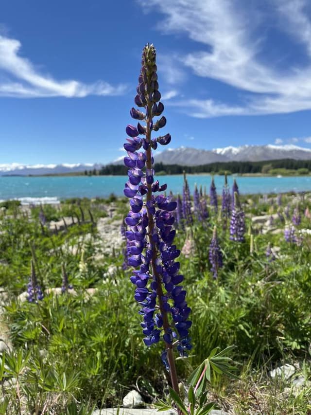 Photo 3 by Nicola W. about hiring a Toyota Yaris (2016-2018) in Christchurch (13.11.24)