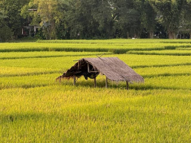 Photo 4 by Kok Loon Y. (11/4/25)