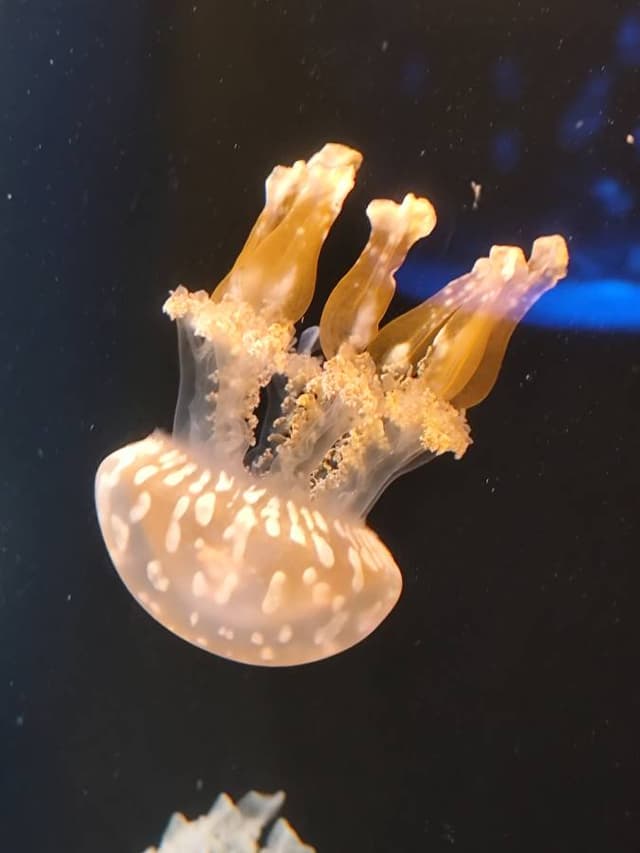 Nuotrauka 9, pateikta Algimantas K. (25-12-10)