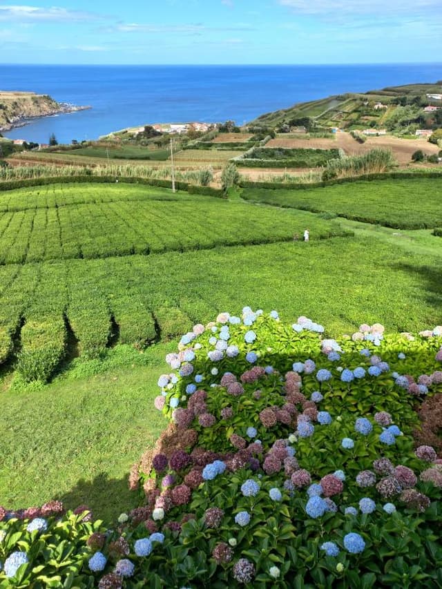 Фото 8 от Andriy P. об аренде Volkswagen Up в Понта (22.10.23)