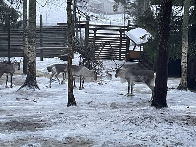 Foto 8 di CORNEL P. (06/12/25)