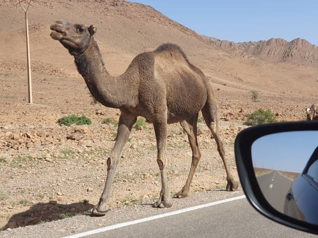 Photo 4 by Markus P. about renting a Peugeot 301 in Tangier (11/17/24)