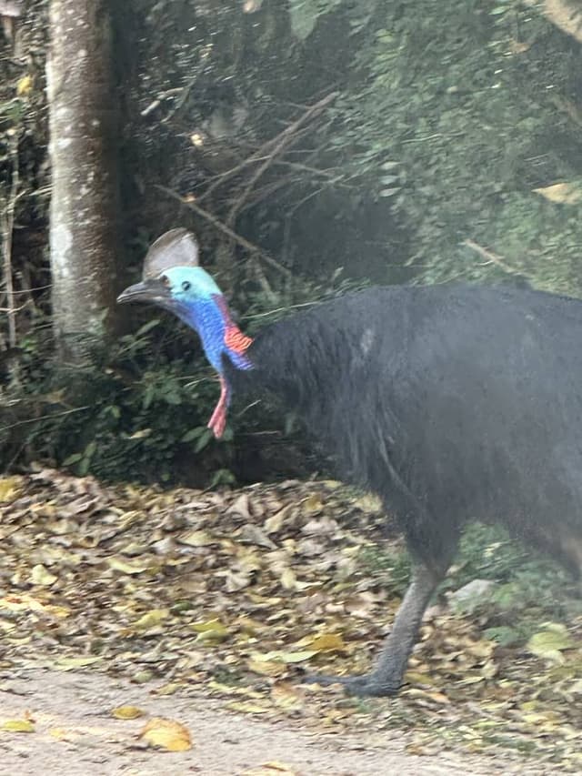 Photo 10 by Lilian M. about renting a Ford Everest in Cairns (11/5/23)