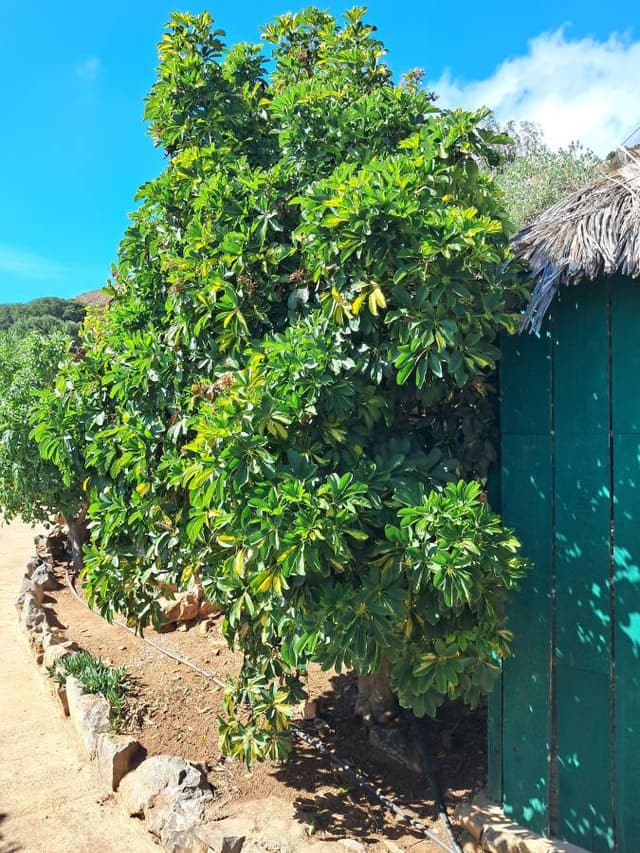 Photo 3 by Pasko P. (10/19/25)