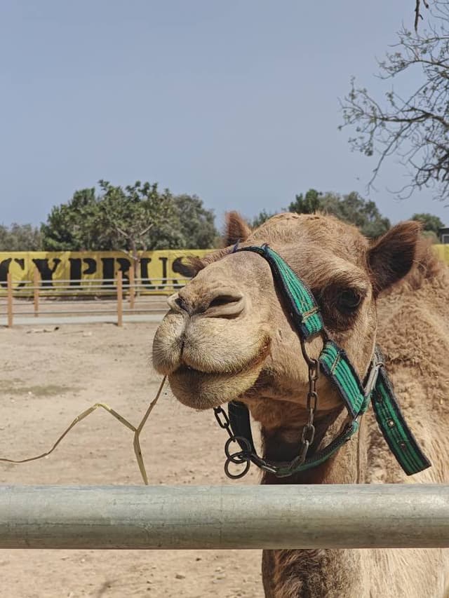 Henkilön Villemartti H. (18.6.24)