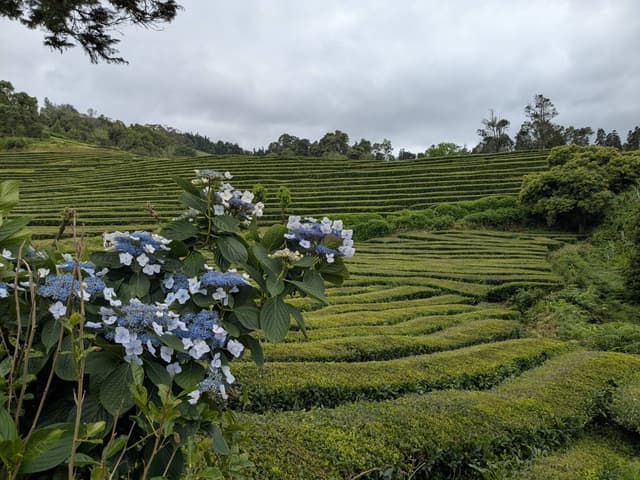 Photo 12 by Trent T. about hiring a Kia Rio at Ponta Delgada Airport (13.07.25)