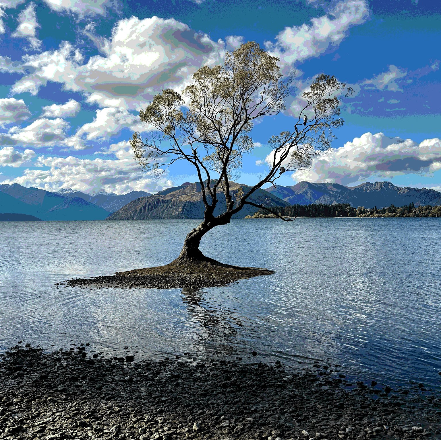 That Wanaka Tree in Wanaka Lake